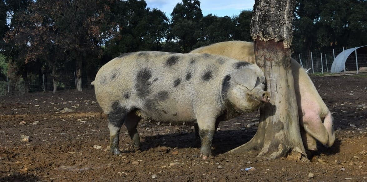 Porc se grattant contre un arbre